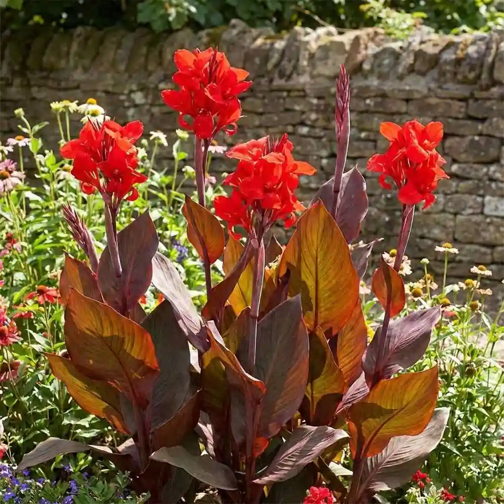 Canna Red Plant